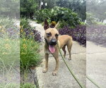 Small Black Mouth Cur Mix