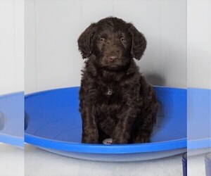 Labradoodle-Poodle (Standard) Mix Puppy for sale in FREDERICKSBG, OH, USA
