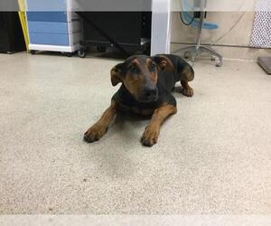 Doberman Pinscher Dogs for adoption in Riverside, CA, USA