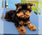 Small Yorkshire Terrier