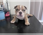 Small Photo #3 American Bully Puppy For Sale in POMONA, CA, USA