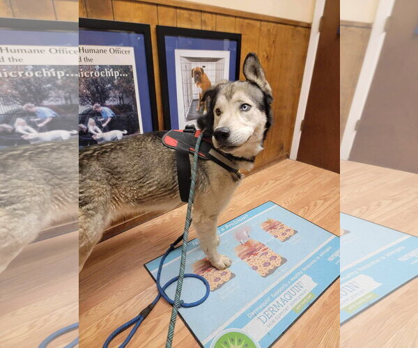 Medium Photo #7 Siberian Husky-Unknown Mix Puppy For Sale in Cedar Crest, NM, USA
