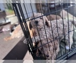 Small #27 Goldendoodle
