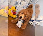 Small #44 Goldendoodle mix (+ Poodle Miniature)