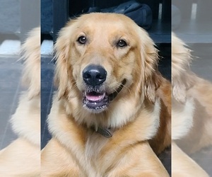 Mother of the Golden Retriever puppies born on 06/07/2025