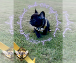 Small #7 French Bulldog