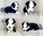 Small Photo #4 Miniature Australian Shepherd Puppy For Sale in BROOKER, FL, USA