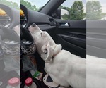 Small #10 Boxer Mix
