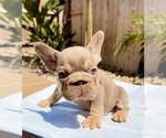 Coco - Female French Bulldog Puppy for Sale - Photo #3