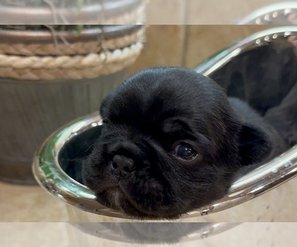 Medium Photo #20 American Bullnese Puppy For Sale in DISCOVERY BAY, CA, USA