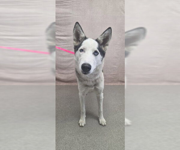 Medium Photo #1 Siberian Husky Puppy For Sale in San Bernardino, CA, USA