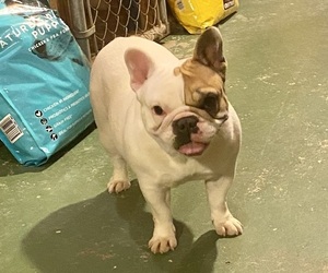 French Bulldog Puppy for sale in CASTLE ROCK, WA, USA