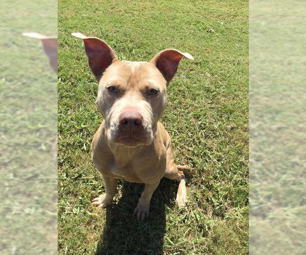 Medium Photo #1 Mutt Puppy For Sale in Grovetown, GA, USA