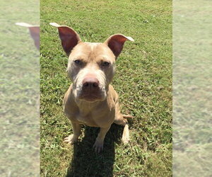 Mutt Dogs for adoption in Grovetown, GA, USA