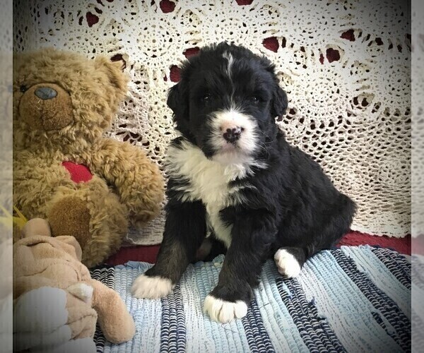 Medium Photo #6 Bernedoodle Puppy For Sale in CLARE, MI, USA