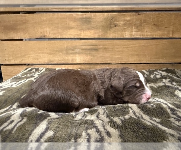 Medium Photo #2 Bernedoodle Puppy For Sale in TROY, NC, USA