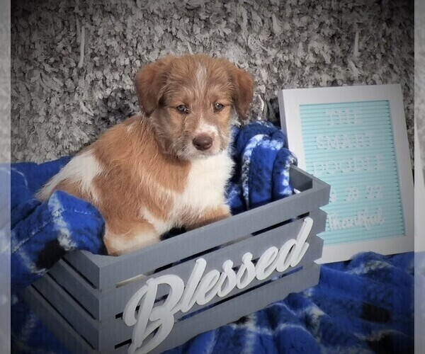 Medium Photo #2 Bordoodle Puppy For Sale in OLATHE, CO, USA