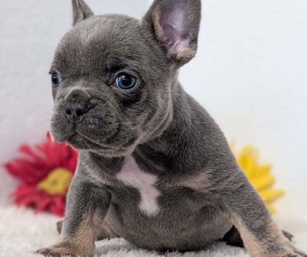 Medium Photo #58 French Bulldog Puppy For Sale in GOSHEN, IN, USA