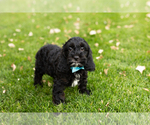 Small Photo #5 Cocker Spaniel-Poodle (Miniature) Mix Puppy For Sale in NAPPANEE, IN, USA