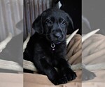 Small Photo #25 Labrador Retriever Puppy For Sale in STROUD, OK, USA