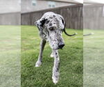 Small #9 Great Dane