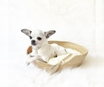 Small #1 Chihuahua