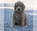 Small Photo #5 Goldendoodle-Poodle (Miniature) Mix Puppy For Sale in FREDERICKSBG, OH, USA