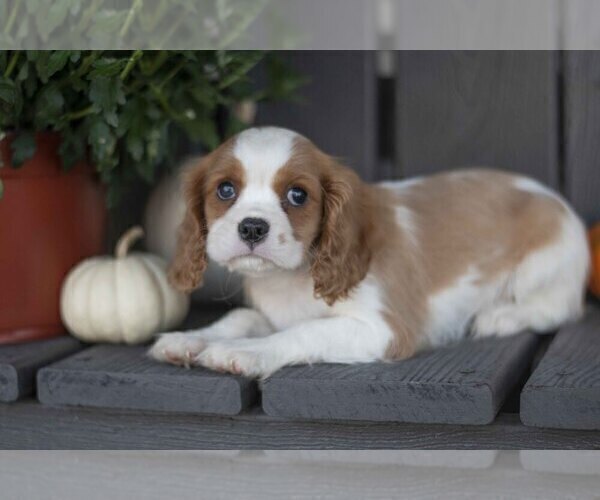 Medium Photo #1 Cavalier King Charles Spaniel Puppy For Sale in MILLERSBURG, OH, USA