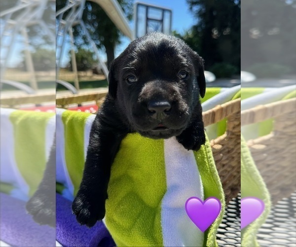 Medium Photo #14 Labrador Retriever Puppy For Sale in TURLOCK, CA, USA