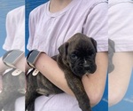 Small Photo #11 Boxer Puppy For Sale in LINTON, IN, USA