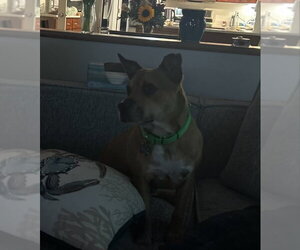 Snuffy - Male Mutt Dog for Adoption - Photo #3