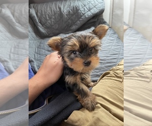 Yorkshire Terrier Puppy for sale in DEER ISLAND, OR, USA