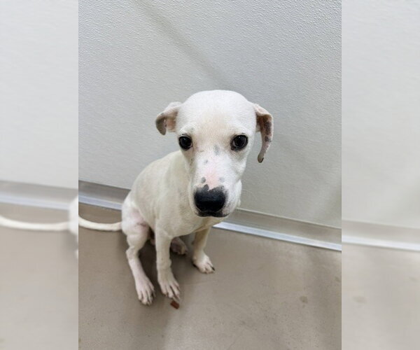 Medium Photo #2 Mutt Puppy For Sale in Temple, TX, USA