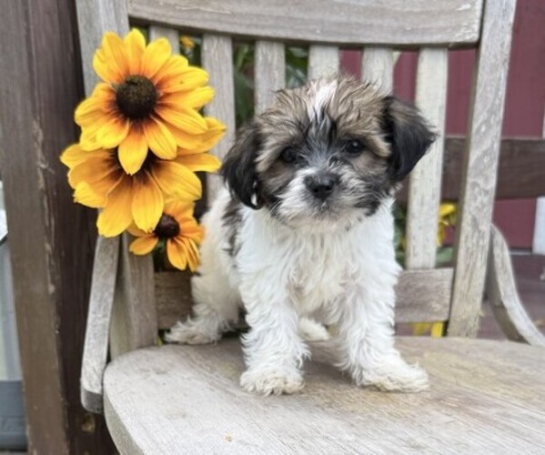 Medium Photo #1 Shih Tzu Puppy For Sale in THORP, WI, USA