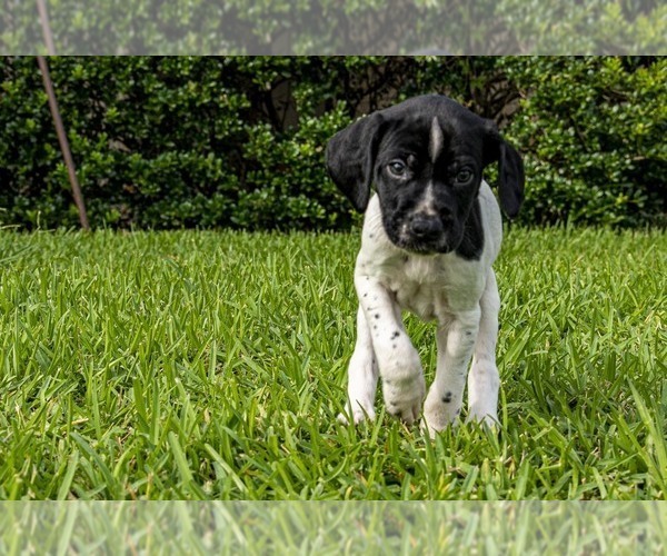 Medium Photo #6 German Shorthaired Pointer Puppy For Sale in MESQUITE, TX, USA