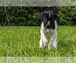 Small Photo #6 German Shorthaired Pointer Puppy For Sale in MESQUITE, TX, USA