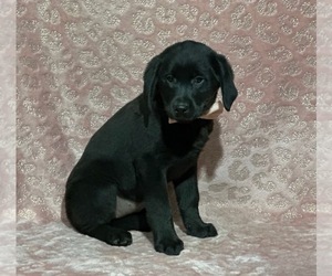 Golden Retriever-Rottweiler Mix Puppy for sale in LANCASTER, PA, USA