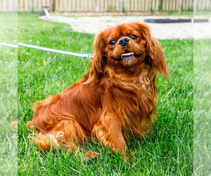 Father of the Cavalier King Charles Spaniel puppies born on 05/03/2025