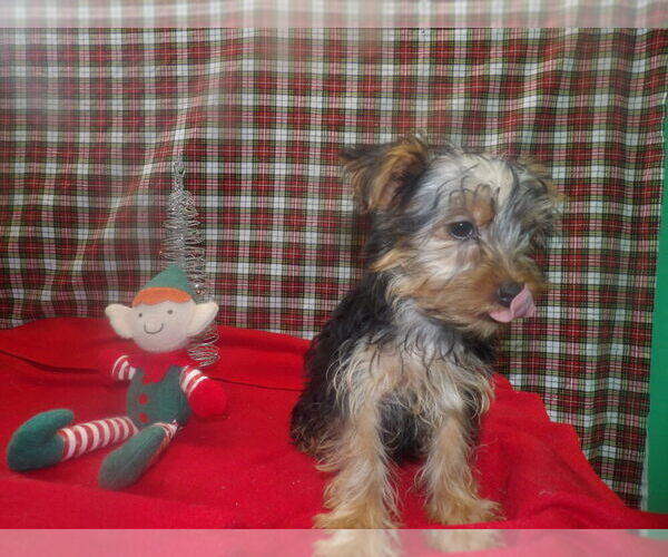 Medium Photo #3 Yorkshire Terrier Puppy For Sale in PATERSON, NJ, USA