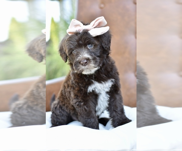 Medium Photo #4 Portuguese Water Dog Puppy For Sale in MILLERSBURG, OH, USA