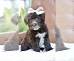 Small #3 Portuguese Water Dog