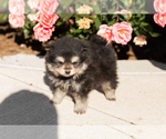 Small #3 Pomeranian