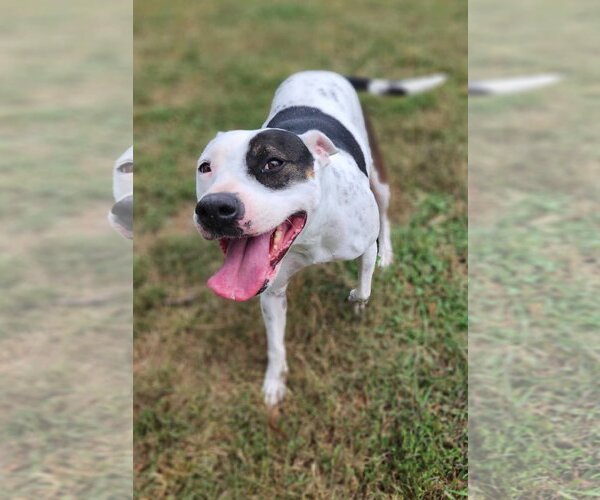 Medium Photo #5 Mutt Puppy For Sale in Woodbury, NY, USA