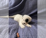 Small #7 Australian Cattle Dog-Poodle (Miniature) Mix