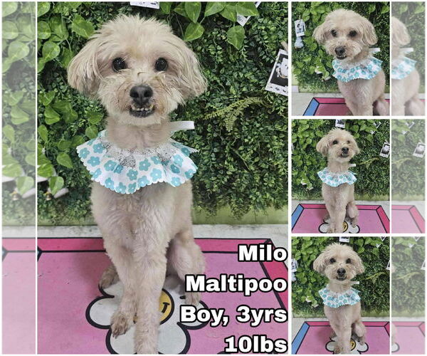 Medium Photo #1 Maltese-Unknown Mix Puppy For Sale in Seattle, WA, USA