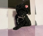 Small Photo #2 Poodle (Miniature) Puppy For Sale in DENVER, CO, USA