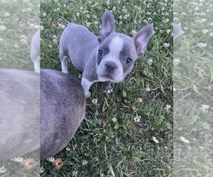 Faux Frenchbo Bulldog Puppy for sale in CLARKRANGE, TN, USA