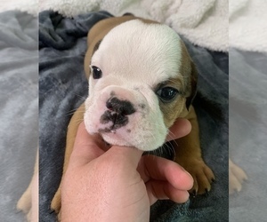 English Bulldog Puppy for sale in JOHNS ISLAND, SC, USA