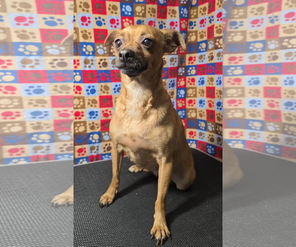 Medium Photo #1 Chihuahua Puppy For Sale in Modesto, CA, USA