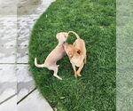 Small #4 Chihuahua Mix